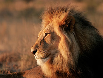 lion